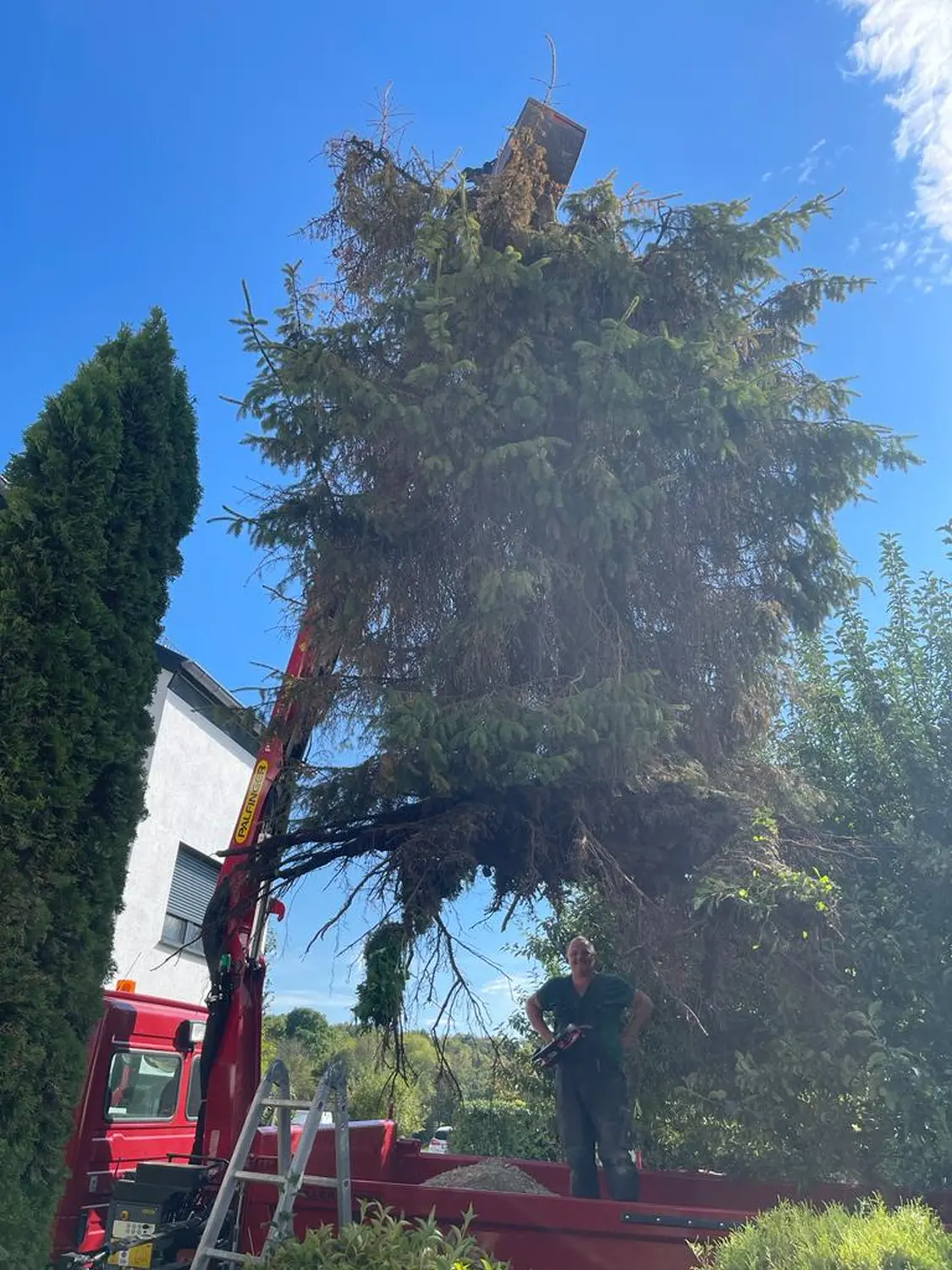 OKY A.T.L. - Heber trägt einen großen, aus dem Boden geholten Baum