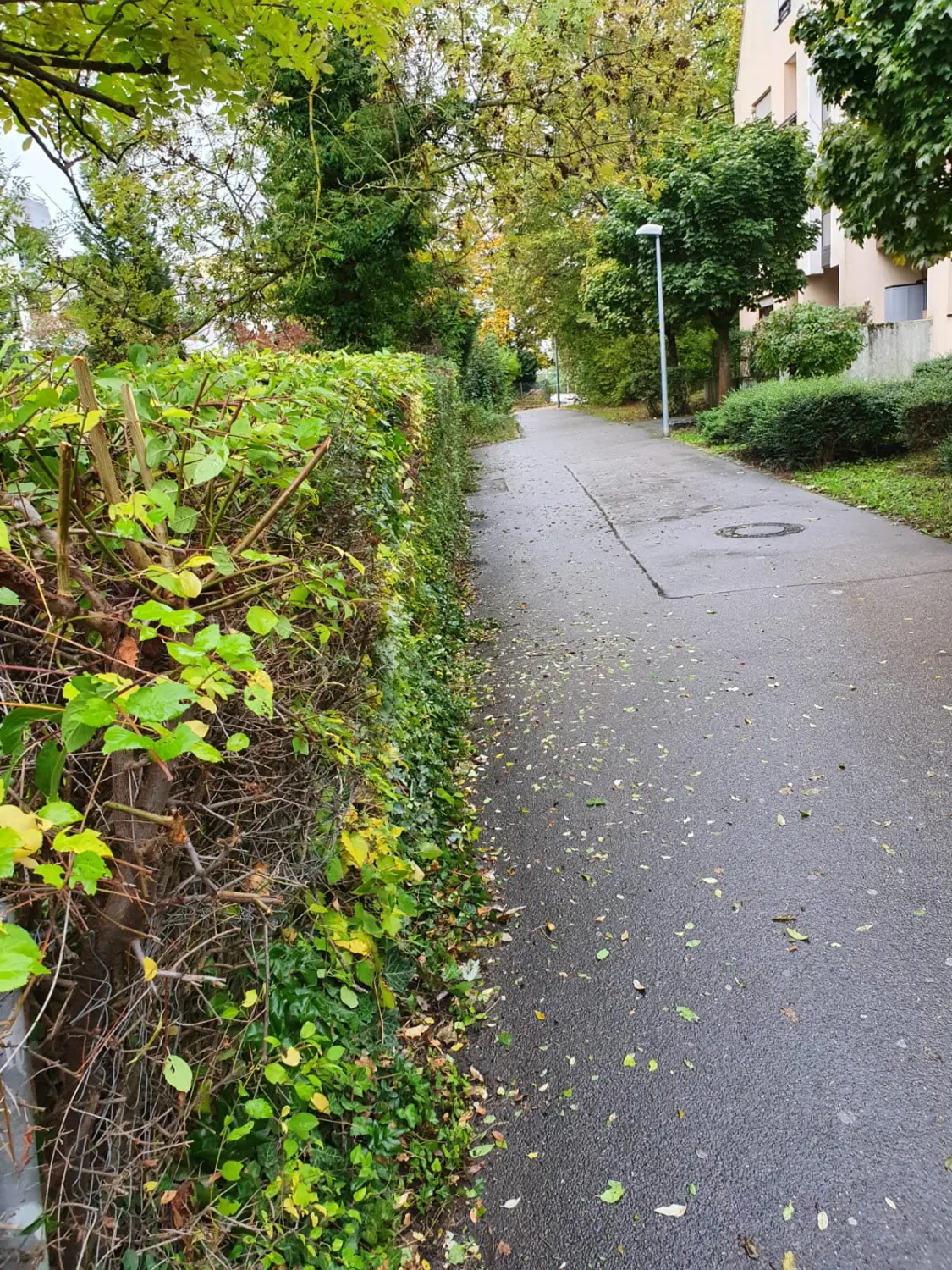 OKY A.T.L. - Gehweg neben dem Buschzaun